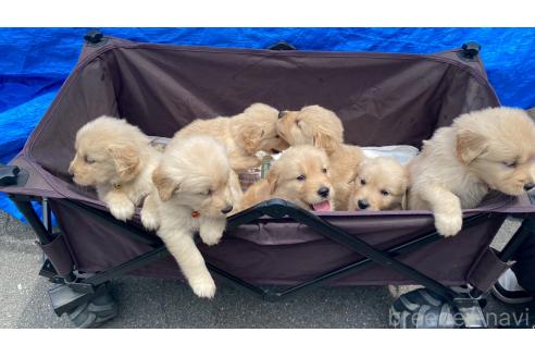販売中の兵庫県のゴールデンレトリーバー-387734の11枚目
